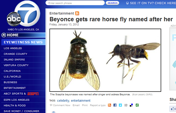 Mosca australiana ganha o nome de Beyoncé