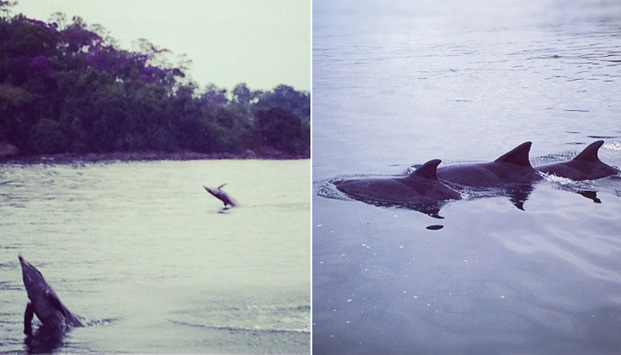 Luciano Huck tem a visita de golfinhos na porta de casa, em Angra 