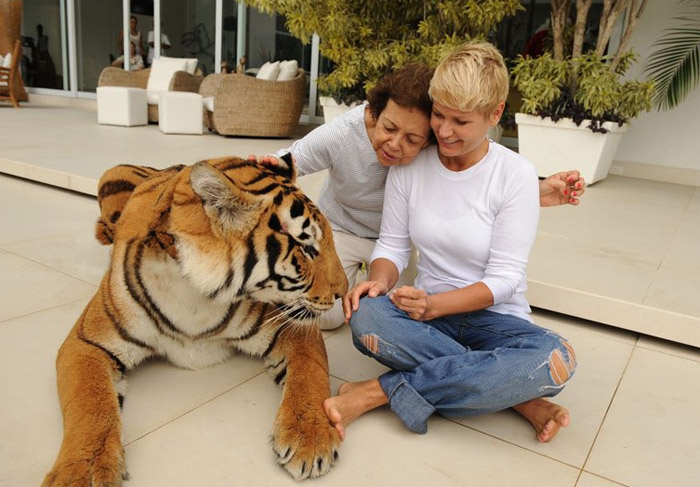 Tigre invade a piscina da mansão de Xuxa Meneghel