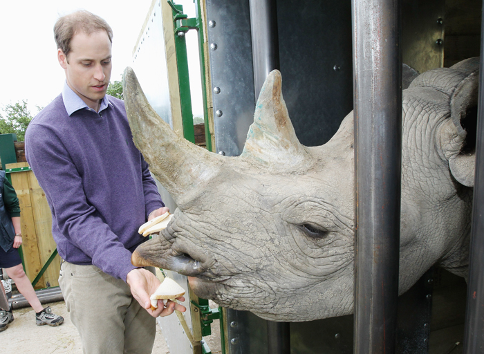 Príncipe William alimenta rinoceronte na Inglaterra