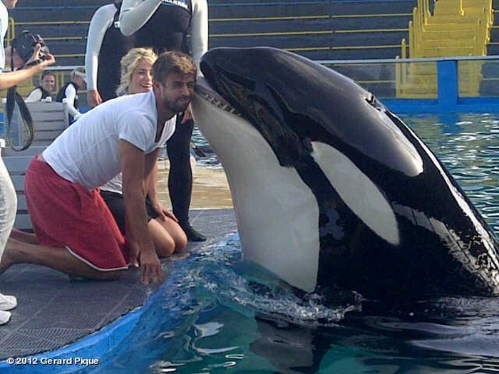 Shakira e Piqué se divertem e ganham beijinho da baleia 