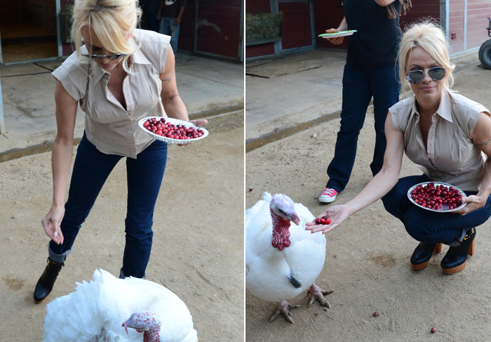 Ao invés de comer, Pamela Anderson passa Ação de Graças alimentando perus