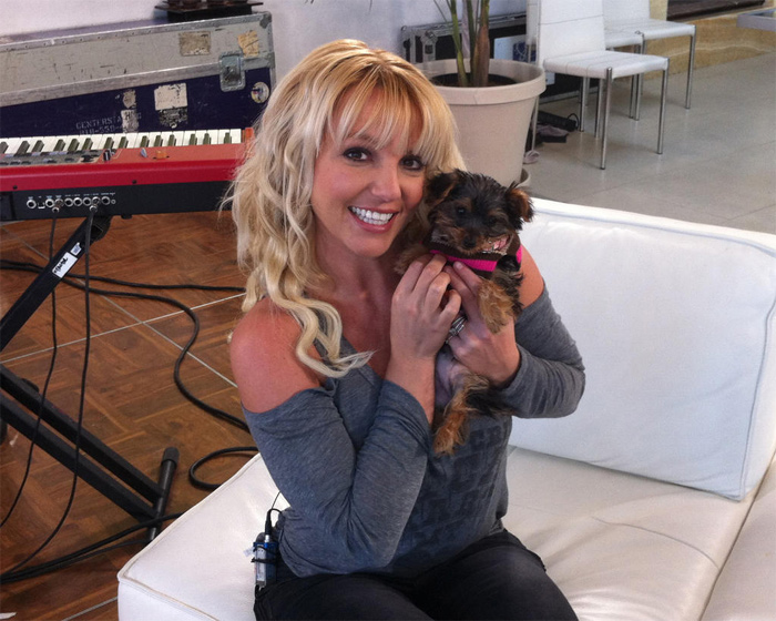 Britney Spears apresenta Hannah, sua nova cadelinha