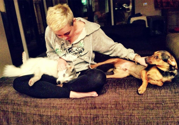 Miley Cyrus se diverte com seus cachorros