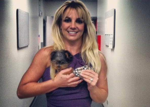 Britney Spears veste cachorrinha com roupa que combina com a dela