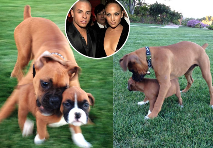 Jennifer Lopez e Casper Smart adotam mais um cachorro O Fuxico