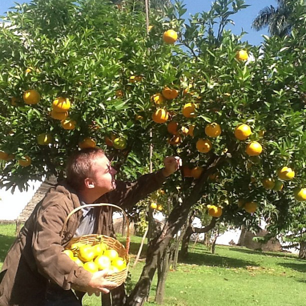 Gugu Liberato colhe tangerinas no quintal da sua casa