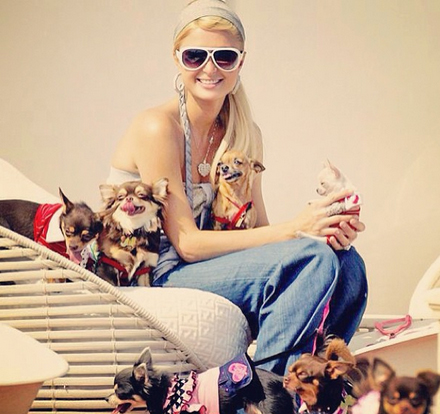 Paris Hilton se declara para seus PETs em rede social