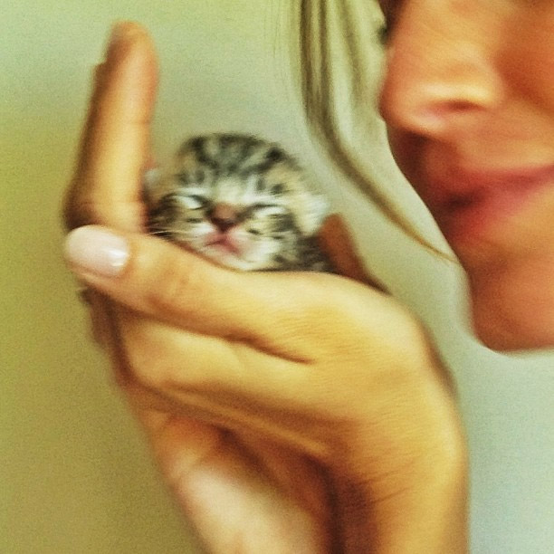 Gisele Bündchen se encanta com filhotinho de gato