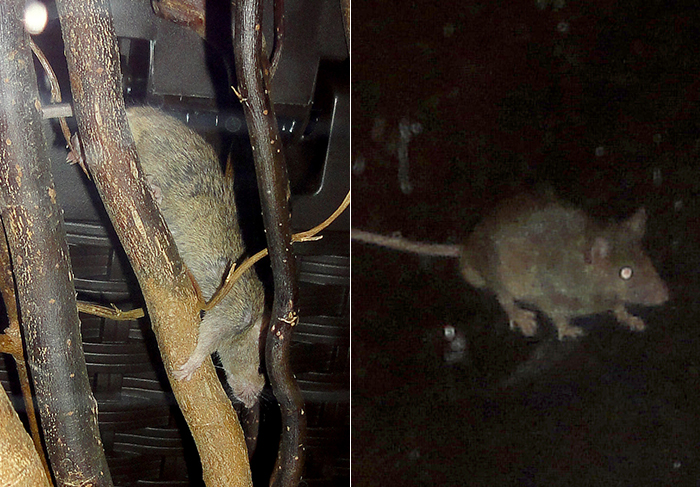 Fotos da invasão de ratos ao restaurante de Lady Gaga são disponibilizadas na web