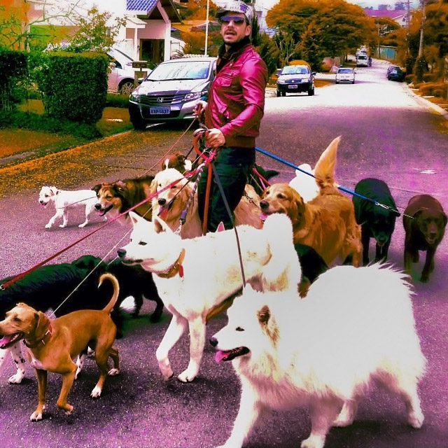 Julio Rocha ataca de “encantador de cães” e passeia com 10 pets