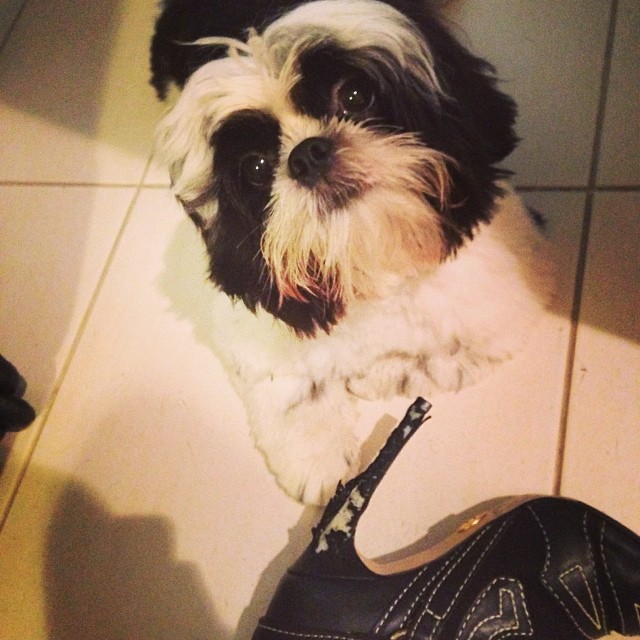 Pet de Anitta destrói seus sapatos