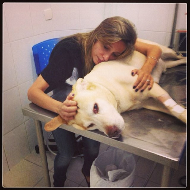 Luisa Mell sofre com seu cão Marley doente