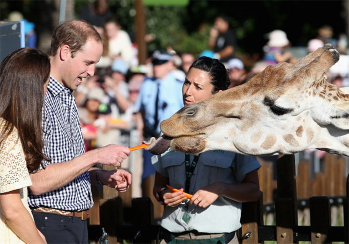 Príncipe George se diverte com animais do zoológico da Austrália