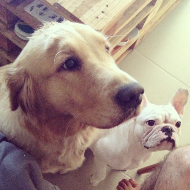 Amigo cão! Thiago Martins e outros famosos paparicam seus pets nas redes sociais