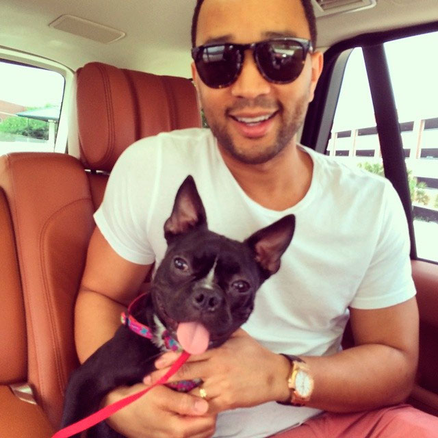 John Legend adota cachorrinha de três patas