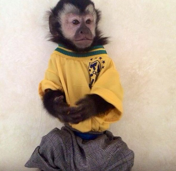 Rayanne Moraes e Latino vestem seu macaco com camiseta do Brasil