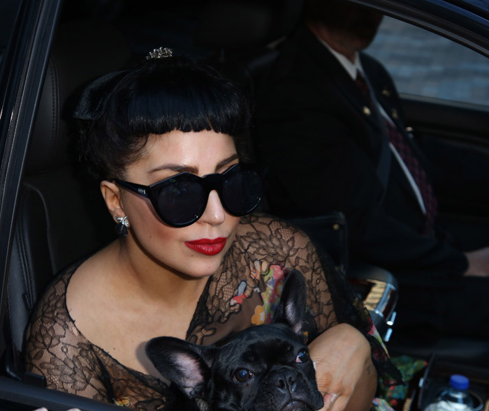  Lady Gaga leva sua cachorrinha de estimação para show