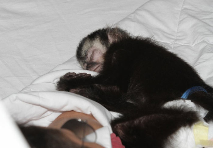 Latino cochila na companhia do seu macaco no intervalo de gravação