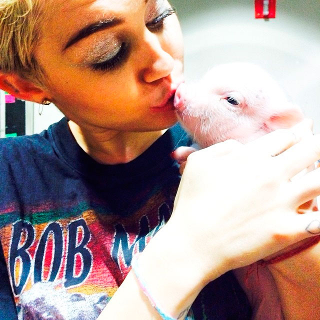  Miley Cyrus posta foto de seu porco de estimação