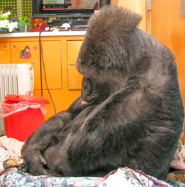 Gorila que se comunicou com Robin Williams sofre ao saber de sua morte 