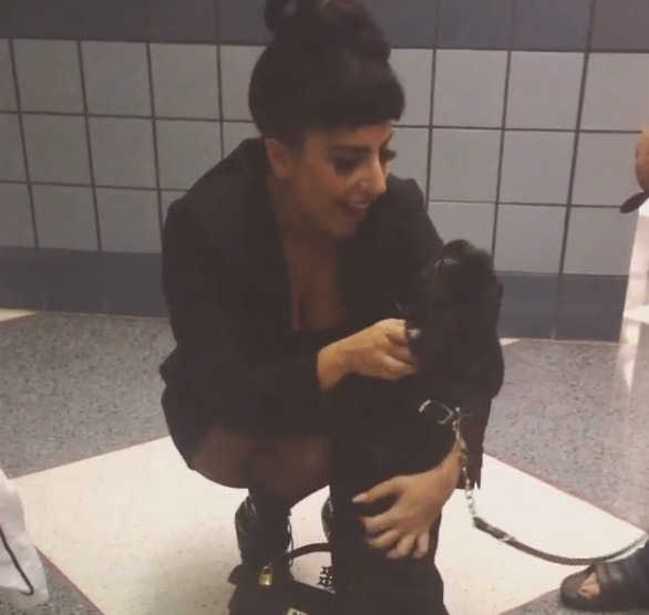 Lady Gaga é recebida por sua cadelinha ao chegar no aeroporto de Los Angeles