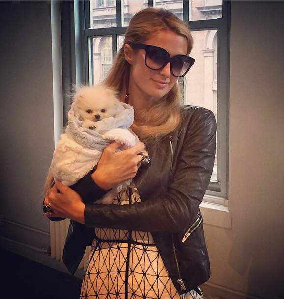 Paris Hilton paga R$ 29 mil em cachorro e enfurece a PETA 