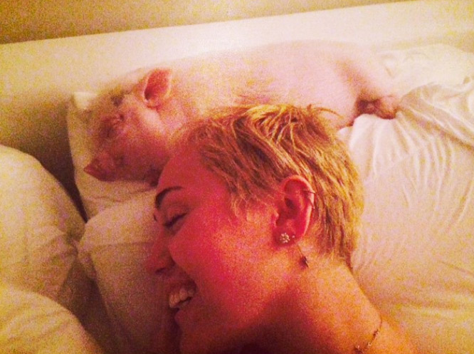 Miley Cyrus reúne cães e seu porquinho de estimação para fotos inusitadas