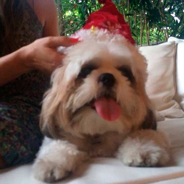 Fofura! Patrícia Poeta posta foto de seu cachorrinho com um acessório de Papai Noel na cabeça