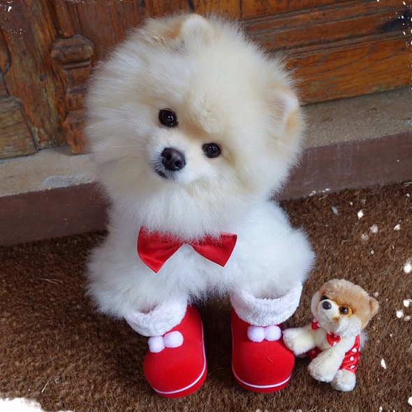 Karina Bacchi mostra o fofo de seu cachorrinho já vestido para o Natal