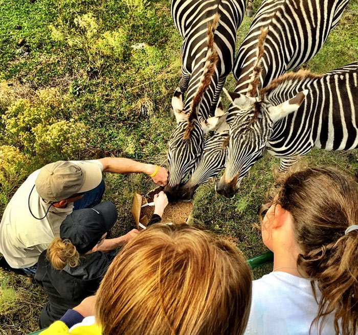 Thalía e os filhos brincam com zebras durante trip