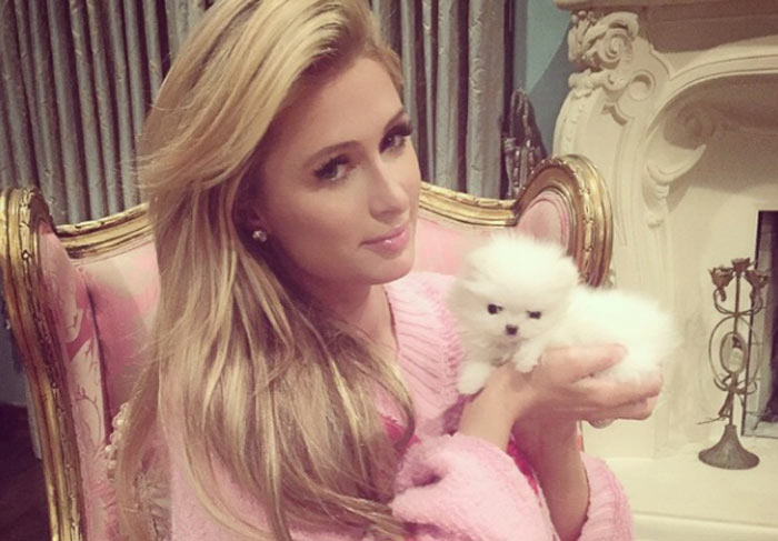 Paris Hilton apresenta o seu novo cachorrinho, avaliado em R$ 30 mil