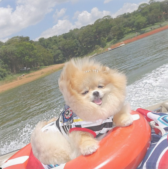 Karina Bacchi esbanja fofura em registro de sua cachorrinha a bordo de um barco