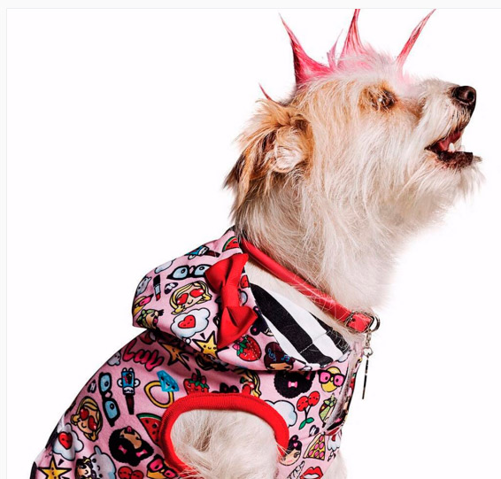 Gwen Stefani lança nova coleção de roupas para cachorros