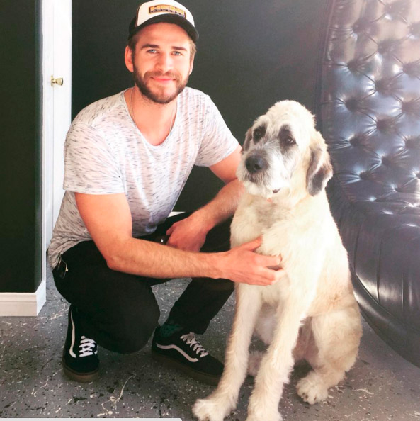 Liam Hemsworth adota cachorro graças à Miley Cyrus