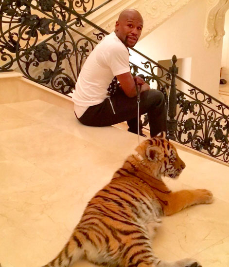 Floyd Mayweather ganha tigre e é criticado pela PETA