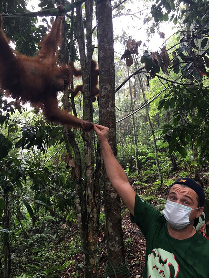 Leonardo DiCaprio se aventura e brinca com orangotango