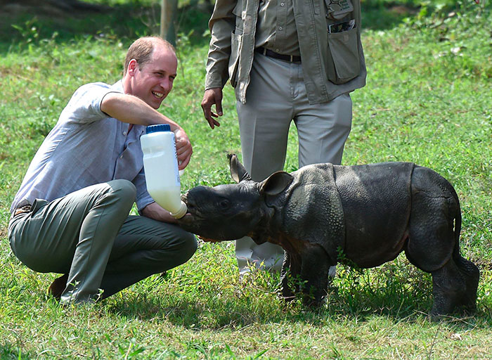 Fofos! Kate Middleton e Príncipe Harry alimentam animais 