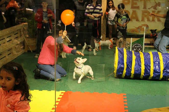 Sthefany Brito mostra carinho por cachorros em shopping