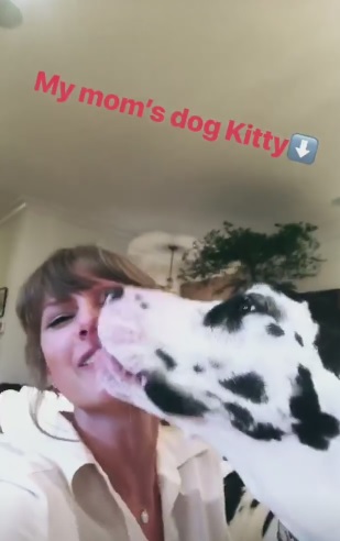 Cachorra invade Instagram de Taylor Swift e web se encanta