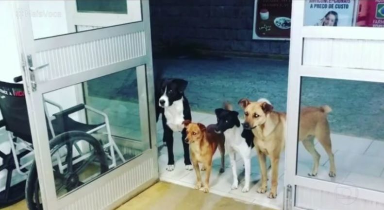 Cachorros esperando o dono na porta de hospital