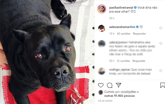 Dog fofo da atriz @paollaoliveirareal