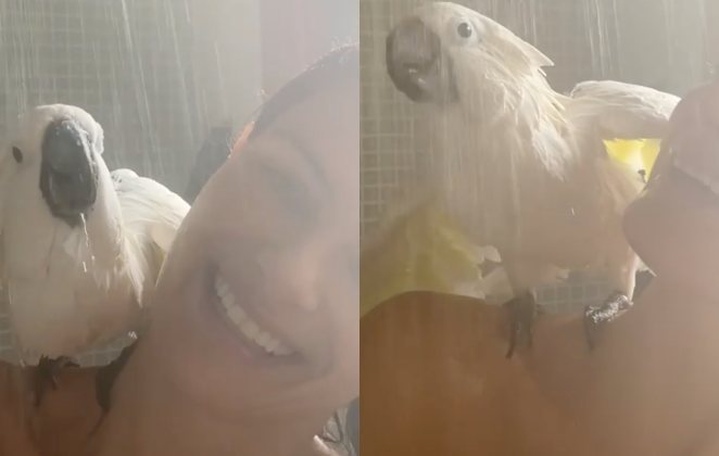 Cacatua curte banho de chuveiro com Isabeli Fontana