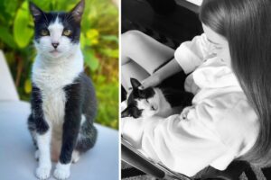 Gato de Marina Ruy Barbosa