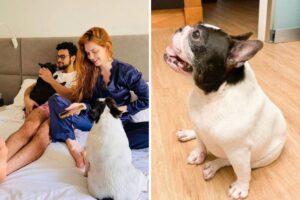 Sergio Malheiros e Sophia Abrahão lamentam morte de pet