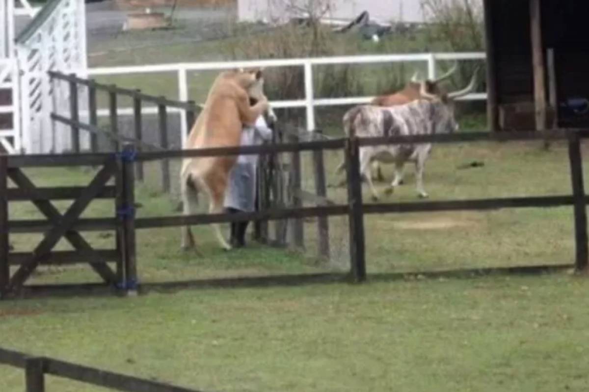 vaca-monta-em-nego-do-borel-a-fazenda