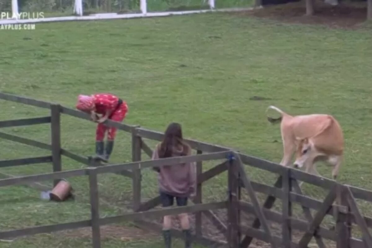 Valentna Francavilla sobe na cerca com medo da vaca