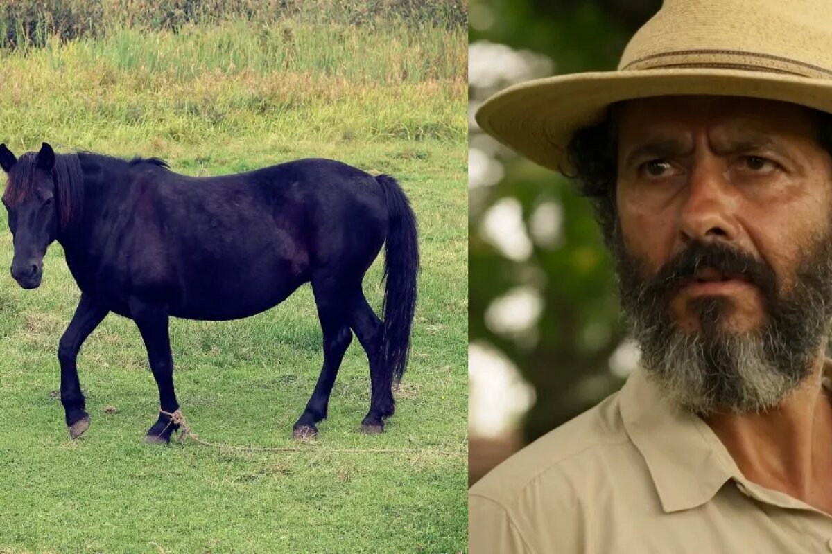 Cavalo preto - Marcos Palmeira