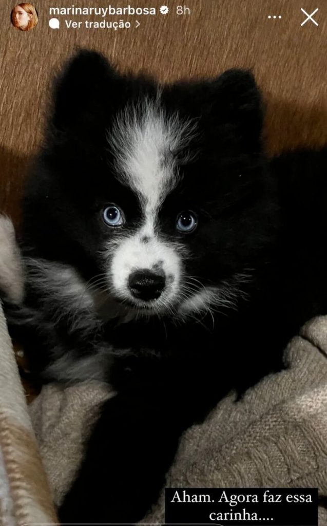 Cachorro preto com focinho branco 