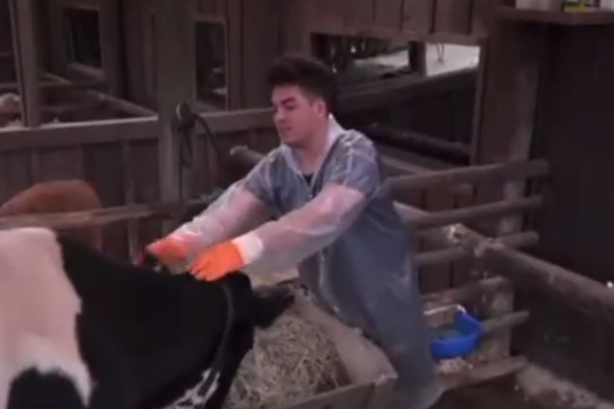 Lucas Santos e a vaca